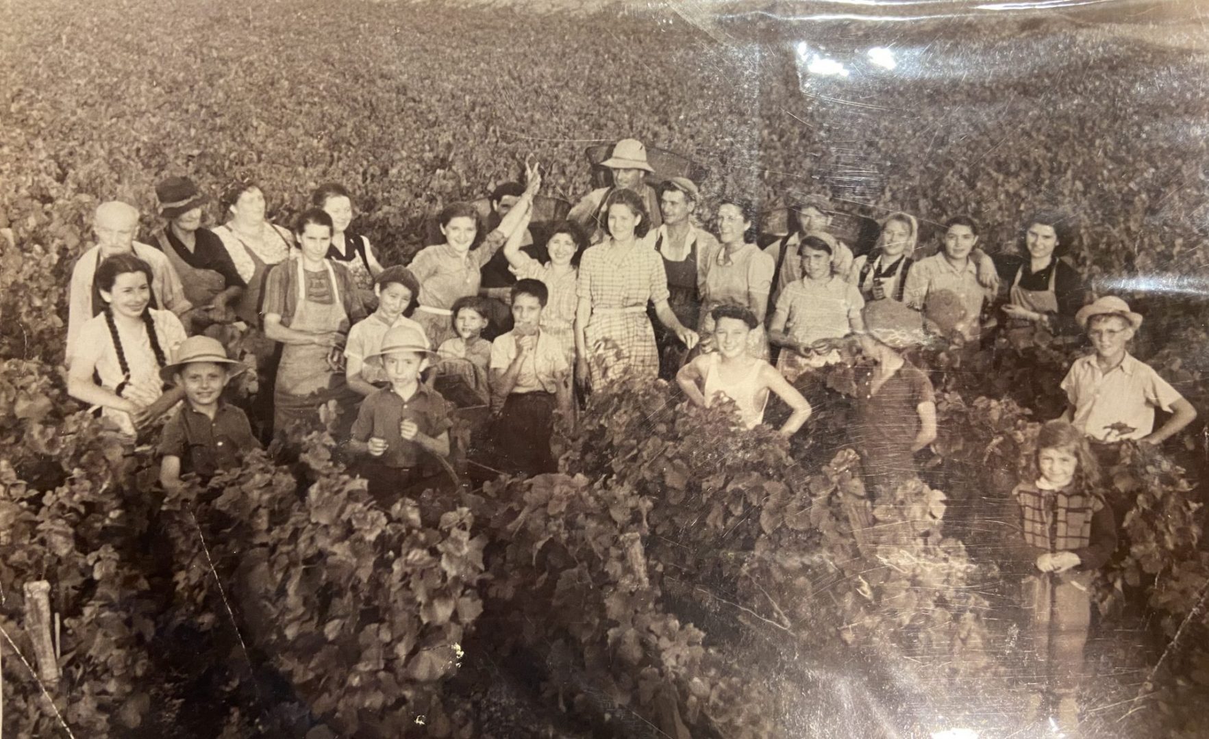 Lucien Muzard vendanges Santenay Bourgogne